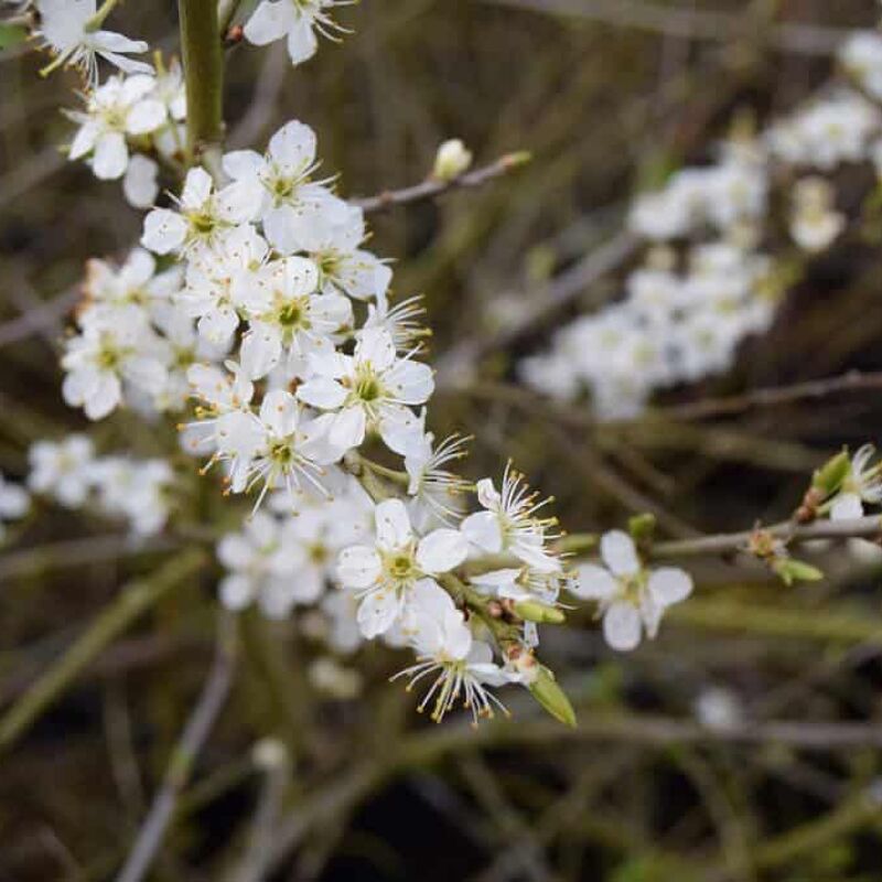 Prunus spinosa 60-80 cm